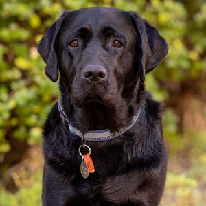 Black labrador, Onyx