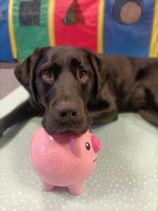 Therapy Dog Hillman rests with his head on a toy pig.