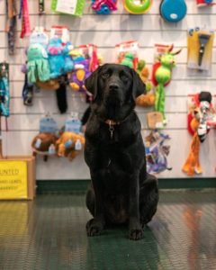 Therapy Dog Myrtle sits in a pet shop surrounded by toys.
